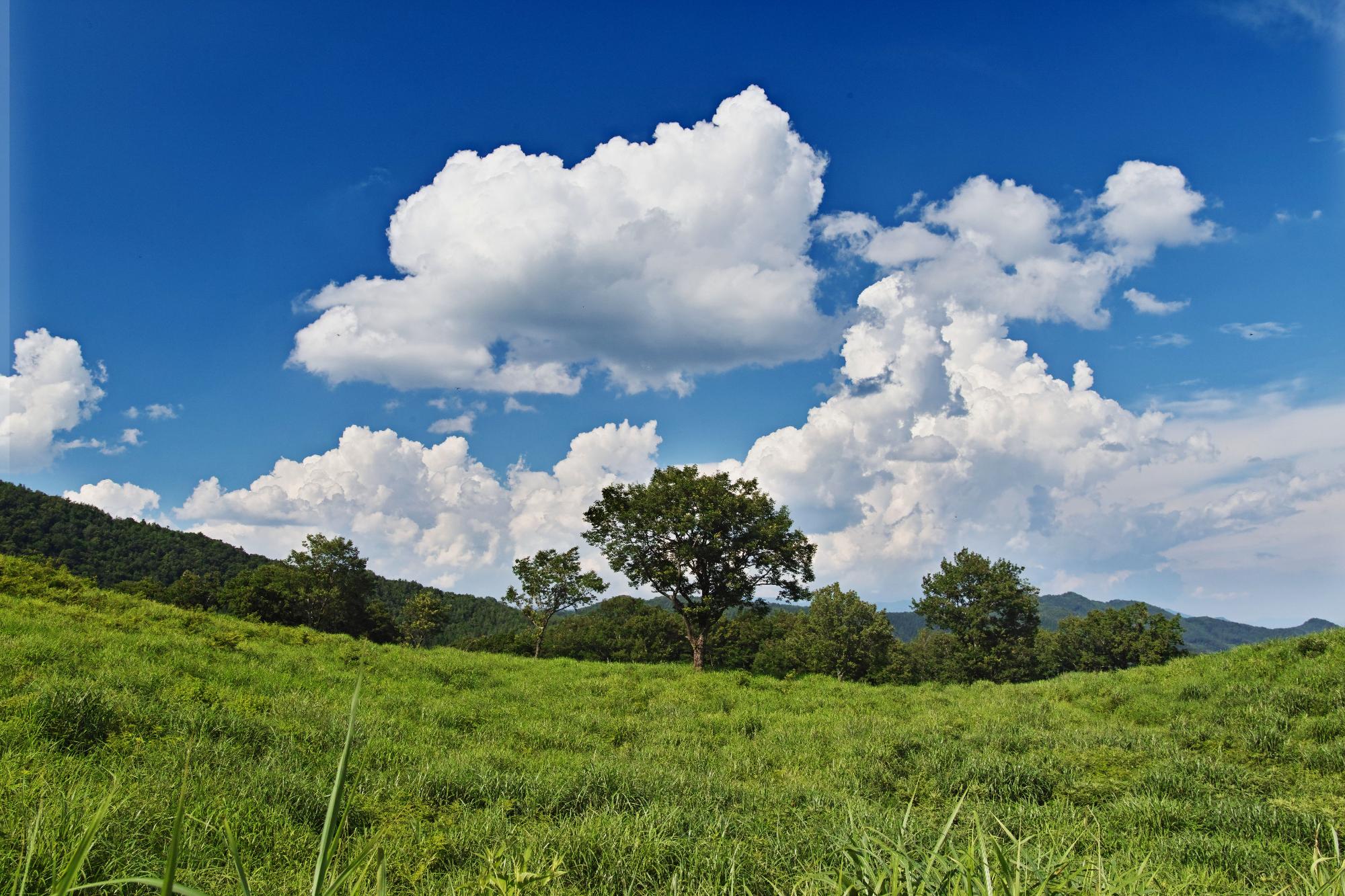 挟山（藤生わらび園）が「未来に残したい草原の里１００選」に選ばれました